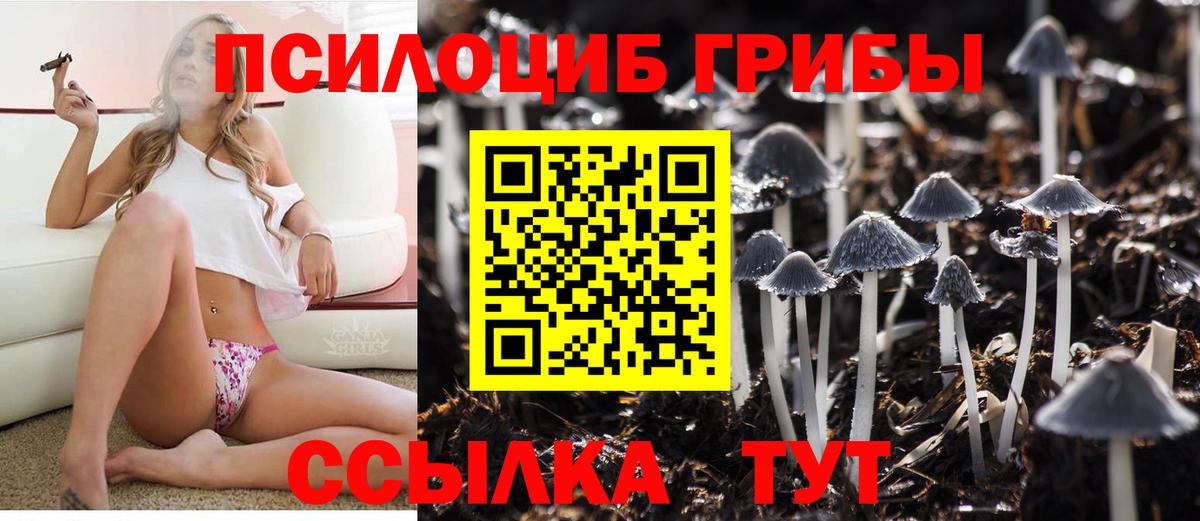 Псилоцибиновые грибы Psilocybine cubensis Знаменск